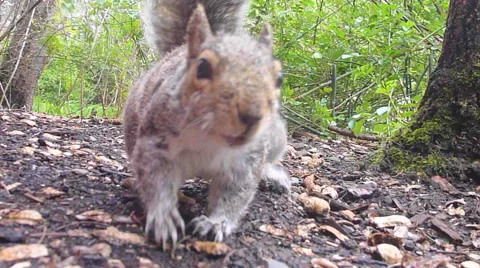 Snacking Squirrel Close Up Stock Footage 48267269