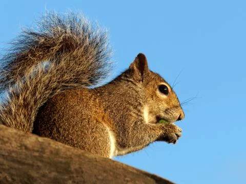Snacking Squirrel Stock Photos