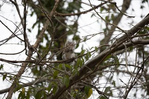 Snacking Squirrel Stock Photos