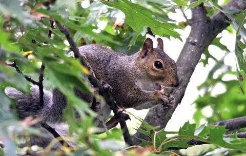 Snacking Squirrel Stock Photos