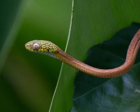 Snacks 20 Stock Photos
