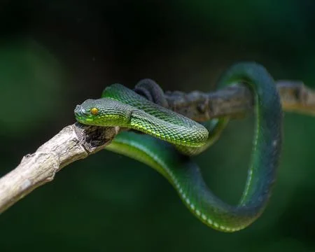 Snacks 22 Stock Photos