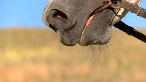 Snaffle bit on horse. Stock Photos