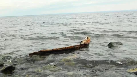 Snag 1 Vídeos de archivo 134333463