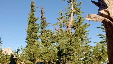 Snag and trees mountaintop Mt. Hood Oregon Cascades 259 Stock Footage 81875927