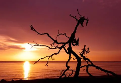 Snag on the background of the dawn Stock Photos