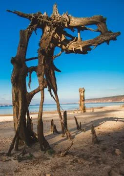 Snag on the beach Stock-Fotos