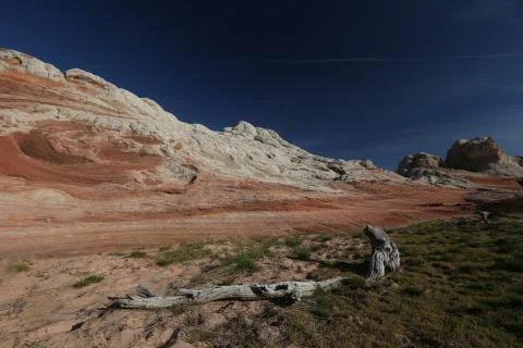 Snag in canyon Stock Photos