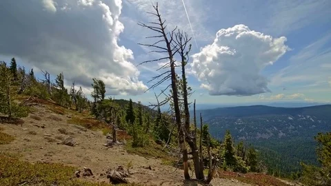 Snag dead tree after wildfire in forest near Mt. Hood Video stock 81876250