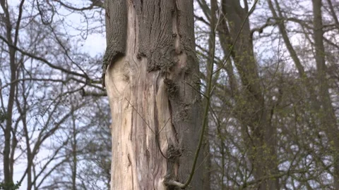 Snag -  dead tree left upright Stock Footage 153197441