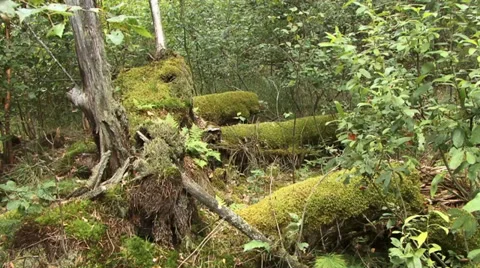 Snag Stock Footage 27429868