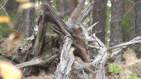 Snag Stock Footage 28617201