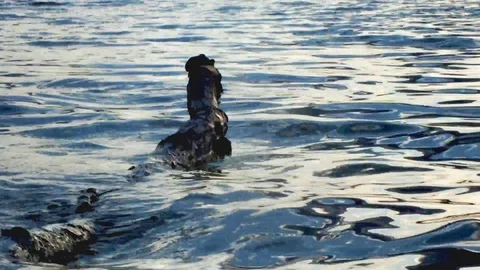 Snag in the lake Stock Footage 95078951