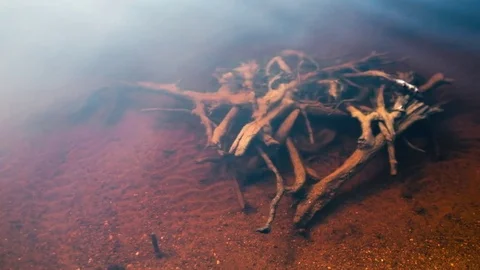 Snag laying underwater Stock Footage 76085356