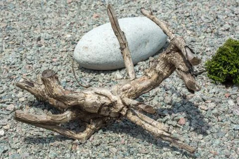 Snag on the rocks, texture. Stock Photos