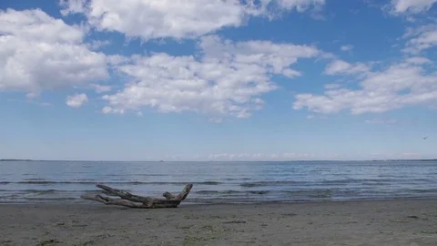 Snag on sea beach. Stock Footage 73446226