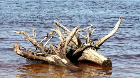 Snag in the sea Video stock 4049385