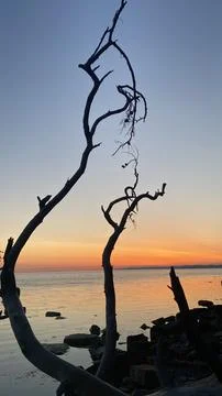 Snag in the sunset Stock Photos