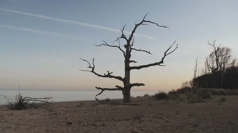 Snag tree at dusk on beach. 스톡 동영상 50579532