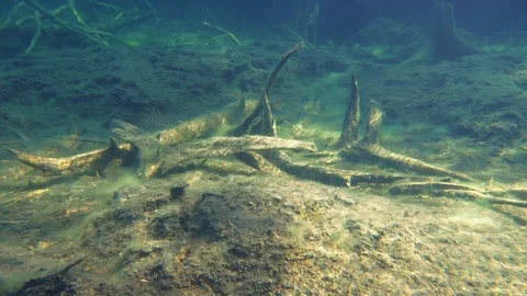 Snag trees on peat bottom of forest lake Stock Footage 120847739