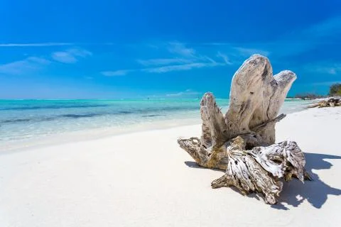 Snag on the tropical beach Stock Photos
