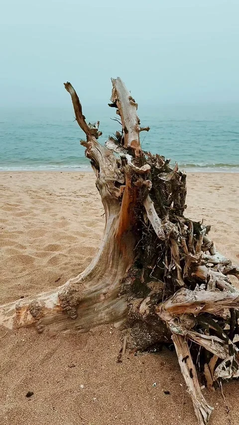 This snag washed ashore during a storm. Black Sea. Ukraine. Stock Footage 275055377