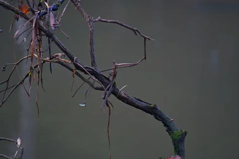 Snagged Bark 写真素材