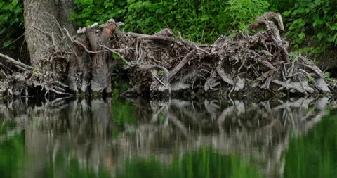 Snags and tree roots Stock Footage 132341812