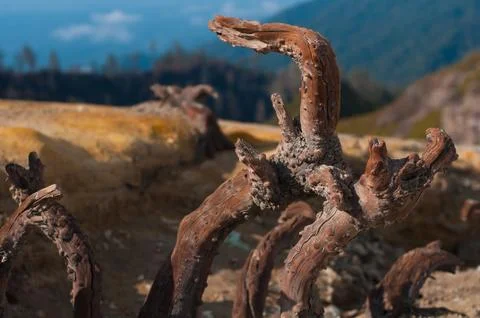 Snags closeup Stock Photos