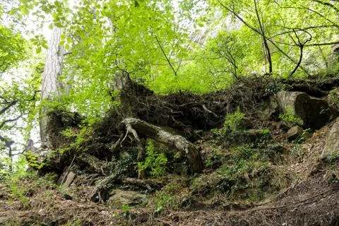 Snags in the forest. 库存照片