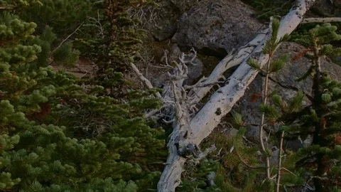 Snags trees and rock forest lift Mt. Hood Oregon Cascades 251 Stock Footage 81876304