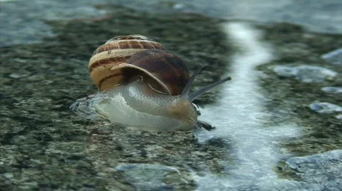 Snail 1080 Stock Footage 456092