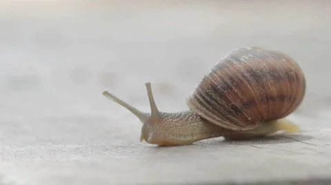 Snail 1080p Stock Footage 3825514