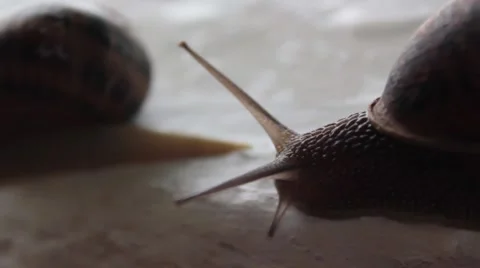 Snail 2 Stock Footage 43804248