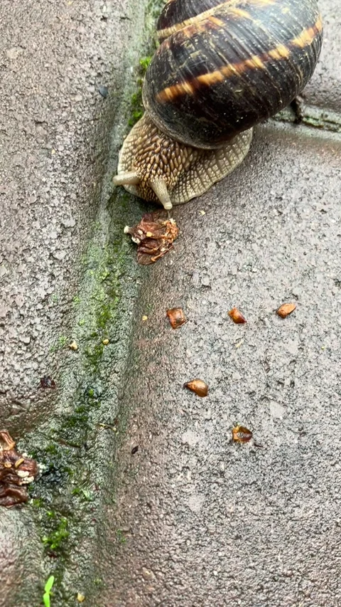 Snail 2 Stock Footage 239906353