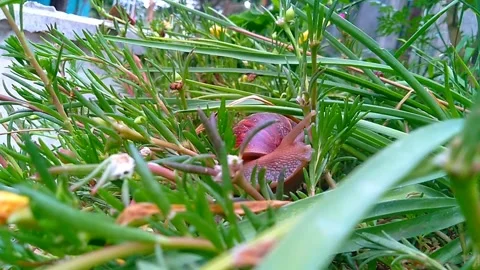 Snail 2 Stock Footage 261777125