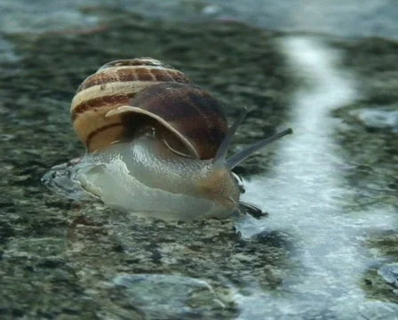 Snail 576 Stock Footage 456102