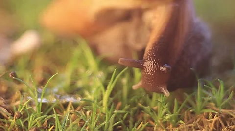 Snail Achatina crawling Stock Footage 62249873