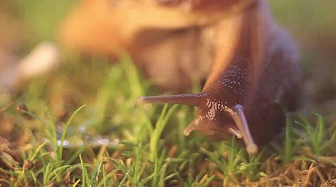 Snail Achatina crawling Stock Footage 62250843
