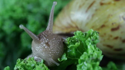 Snail after hibernation macro Video stock 127706830