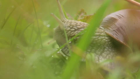 A snail after rain crawling through the grass with a shell on its back, dew drop Video stock 247412080