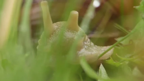 A snail after rain crawling through the grass, dew drops, horns on its head, clo Stock Footage 247413028