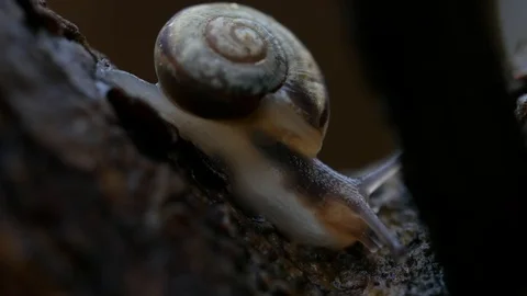Snail after rain Video stock 90438628