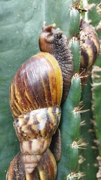 The snail again in action on the cactus tree Stock Photos