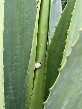 Snail on agave Stock Photos