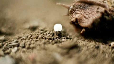 Snail ahd the egg Stock Footage 32937473