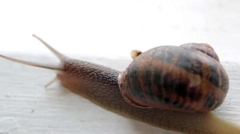 Snail alone Stock Footage 43794546