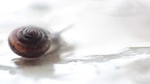 Snail alone Stock Footage 43794694