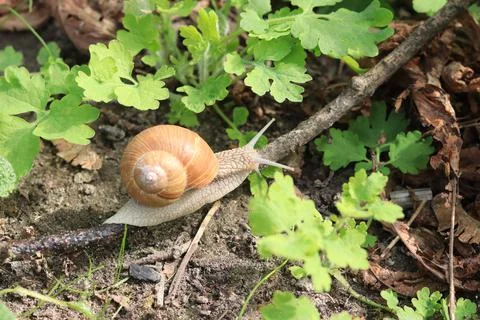 Snail among the greenery in the forest, selective focus Stock Photos
