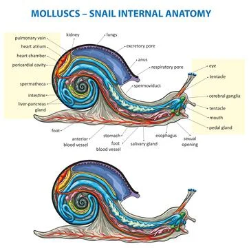 Snail anatomy Stock Illustration